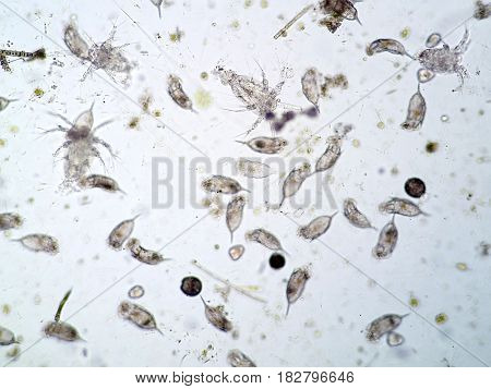 Freshwater aquatic plankton under the microscope view