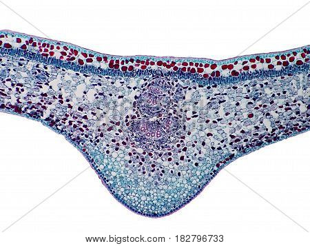 Cross sections of plant leaf under microscope view