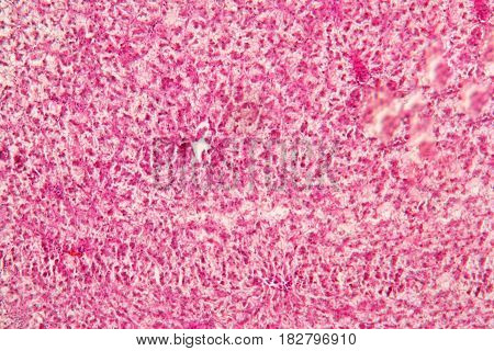 Liver animal tissue under microscope view Histology of liver.