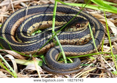 Thamnophis (Thamnophis sirtalis)