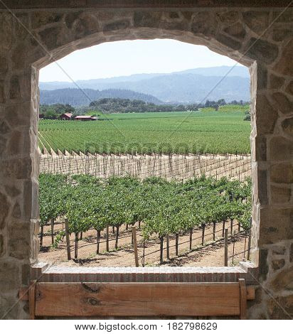 Open window overlooking beautiful vineyard with new and old grape plants