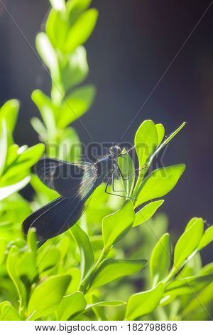 beautiful blue dragonfly on branch. close