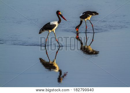 Saddle-billed stork in Kruger national park, South Africa ; Specie Ephippiorhynchus senegalensis family of Ciconiidae