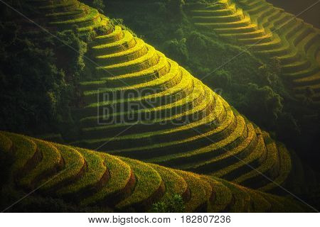 Rice fields on terraced of Mu Cang Chai YenBai Vietnam. Rice fields prepare the harvest at Northwest Vietnam. Vietnam landscapes.