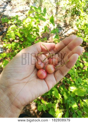 Close up picture of Jamaican cherry in hand