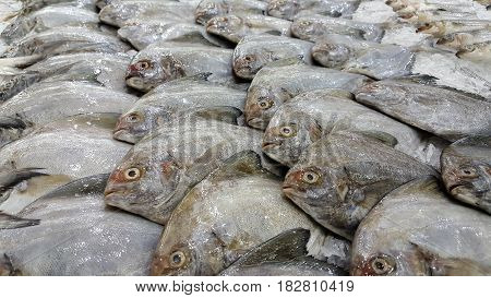 Pomfrets were arranged on ices in a market