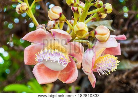 Closeup To Shala Flower, Cannonball Tree [shorea Robusta]