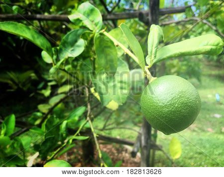 Lemom tree in the thai fruit garden background