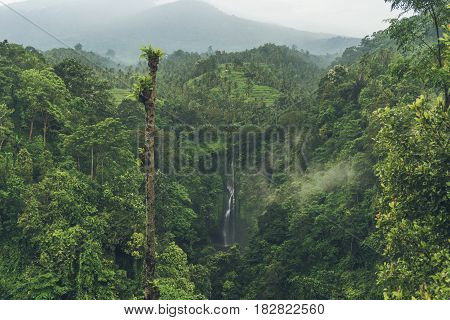 Sekumpul Waterfall in the jungle with clear water falling on stone cliffs and green trees all around Bali