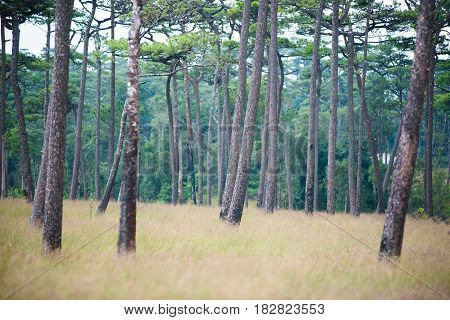 Phu Soi Dao