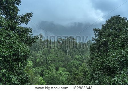 tropical forest view green nature texture jungle view background