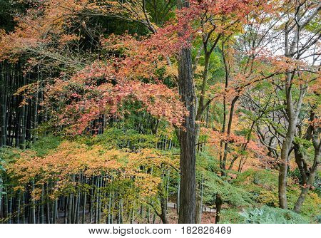 Fall Maple Colors At Enkoji Temple In Kyoto, Japan