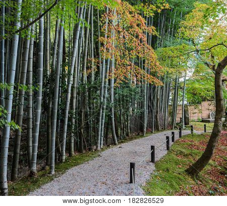 Bamboo Forest With Autumn Maple Foliage At Enkoji Temple In Kyoto, Japan