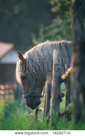 Австрийский Haflinger
