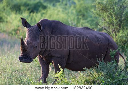 Close up a white rhinoceros Namibia Africa
