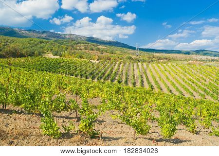 Rows of young vineyards in Crimean mountains near Gurzuf resort.