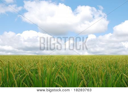 Campo di riso sullo sfondo del cielo