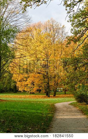 Yellow autumn trees in the park and blue sky