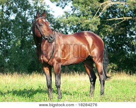 trakehner hermoso semental