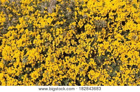 Large patch of bright yellow gorse flowers