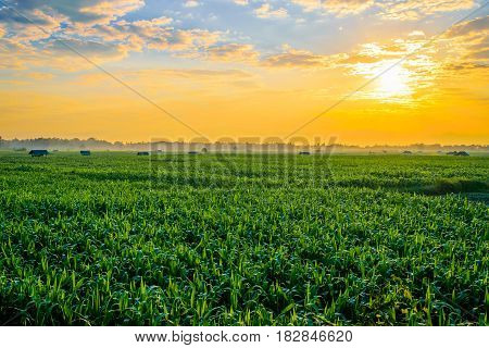 Beautiful morning sunrise over the corn field