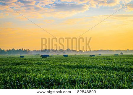 Beautiful morning sunrise over the corn field
