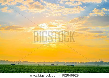 Beautiful morning sunrise over the corn field