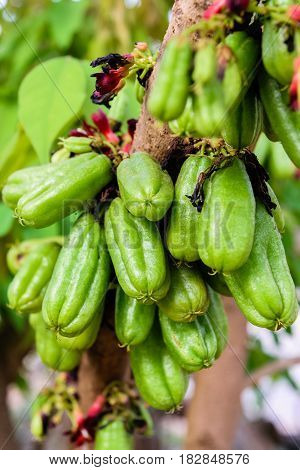Bilimbi (Averhoa bilimbi Linn.) or cucumber fruits on tree
