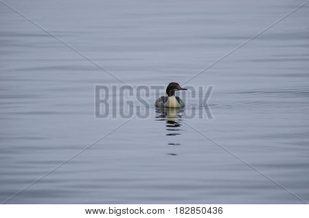 GOOSANDER - Wild bird on the water
