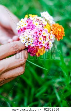 Woman holding a bouquet of latana flowers in her hands. Summer wild flowers