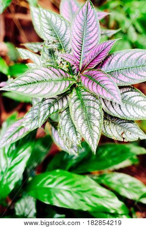 Purple leaved Persian Shield plants in the tropical garden