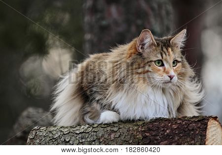 Norwegian forest cat female spends time in forest