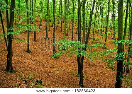 View into deep forest in spring with fresh green leafs