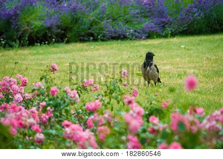 Black and grey raven waiting on grass in park between different flowers