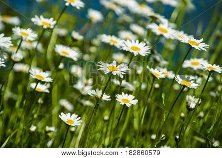 Wild growing marguerite stretching towards sunlight in spring