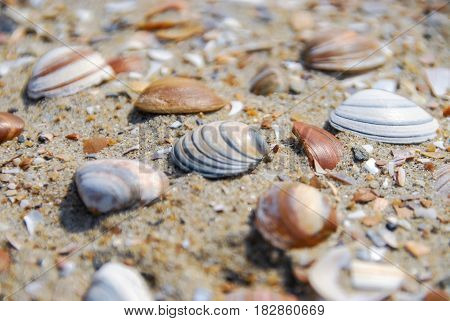 Macro shot of red blue and brown mussels in sand