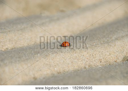 Macro shot of ladybug crawling over tiny sand dunes
