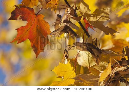 秋の紅葉
