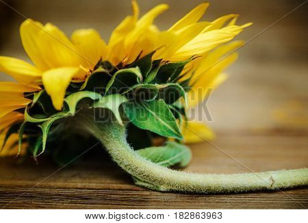 Part of sunflower.Macro,Nature. Wooden background.Selective Focus. Croped