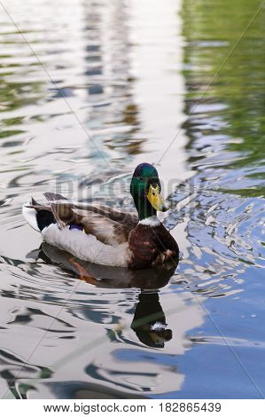 Beautiful Male Duck. Swimming Mallard Ducks. Close-up of a swimming Mallard Duck. Ducks at the Lake. Animals in the Wild.