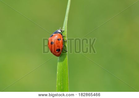 Ladybird sitting on top of grass in the meadow