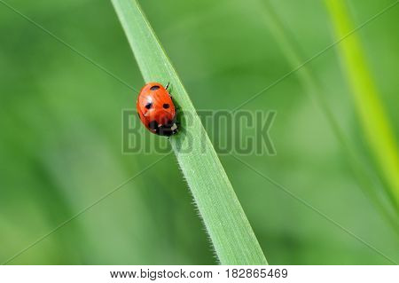Ladybird sitting on top of grass in the meadow