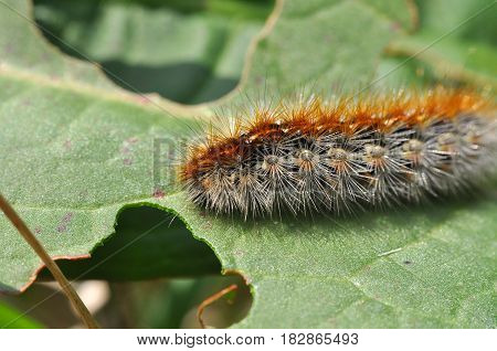 Caterpillar feeding on a leaf in garden and make damage. Caterpillar on broken leaf