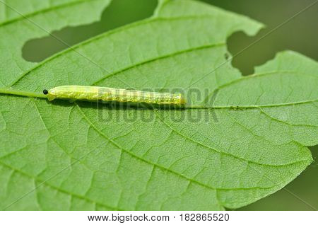 Caterpillar feeding on a leaf in garden and make damage. Caterpillar on broken leaf