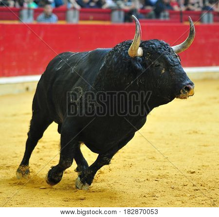 spanish bull in the spanish bullring with big horns