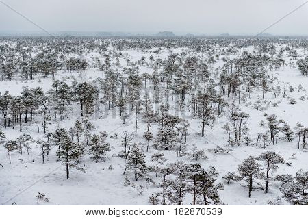 Snowy winter day at swamp. Small swamp trees.