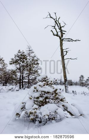 Snowy winter day at swamp. Small swamp trees.