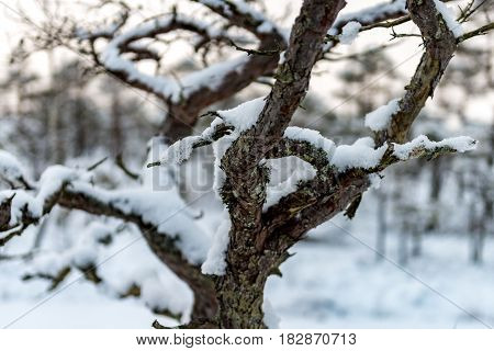 Snowy winter day at swamp. Small swamp trees.