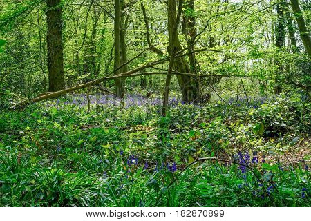 Bluebells in the Essex woods in Spring with lovely light