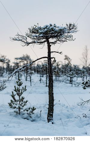 Snowy winter day at swamp. Small swamp trees.